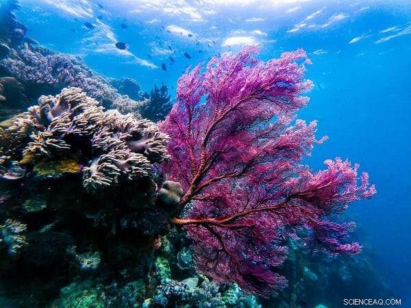 How Indonesia’s Luxury Tourism Fell Short of Empowering Communities Amid COVID-19