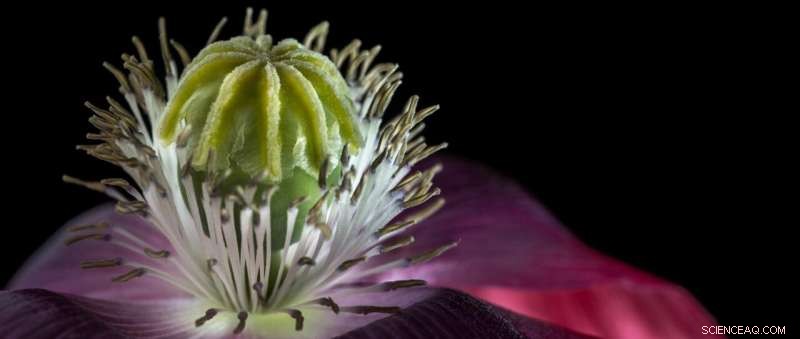 Swiss Farmers Key to Opium Poppy Domestication, Study Reveals