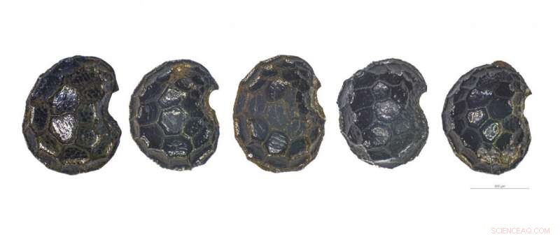 Swiss Farmers Key to Opium Poppy Domestication, Study Reveals