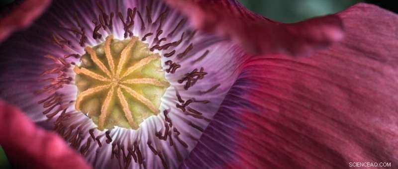 Swiss Farmers Key to Opium Poppy Domestication, Study Reveals
