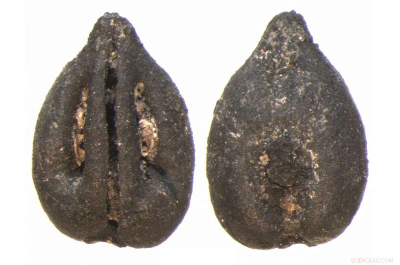 Archaeological Evidence Reveals Fruit Cultivation Reached Eastern Iberia 3,000 Years Ago