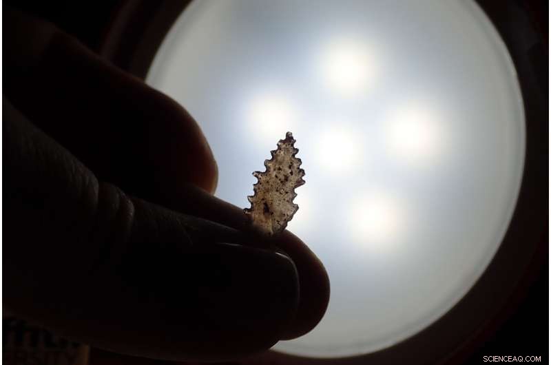 Tiny Stone Tools Unveil Ancient Indonesian Expertise and Cultural Connections