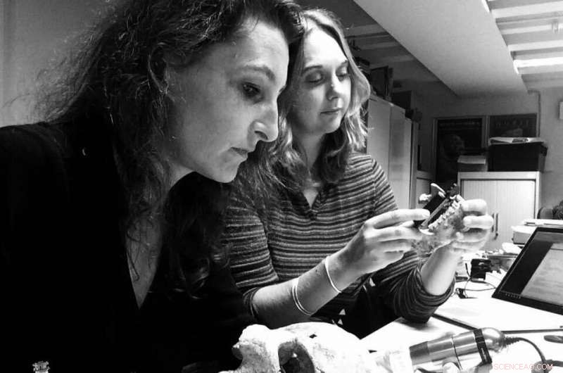 Reevaluating Prehistoric Violence at Jebel Sahaba: Evidence Suggests Multiple Events