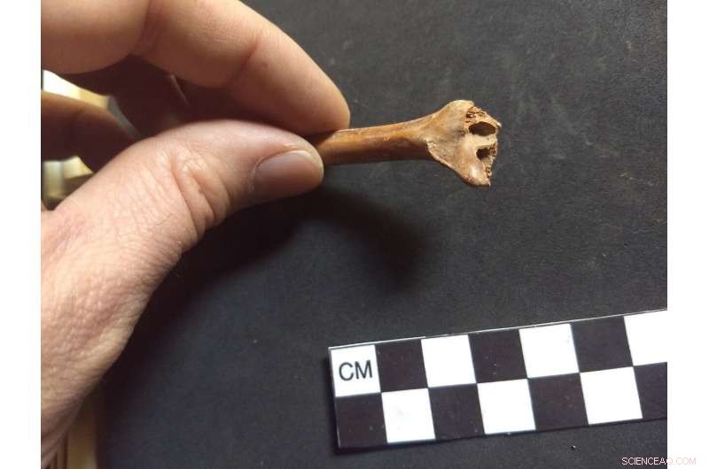 New Evidence Suggests Humans Arrived in North America Over 30,000 Years Ago