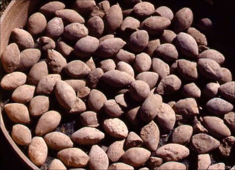 Syria s White Monument: Potential Earliest War Memorial Unearthed