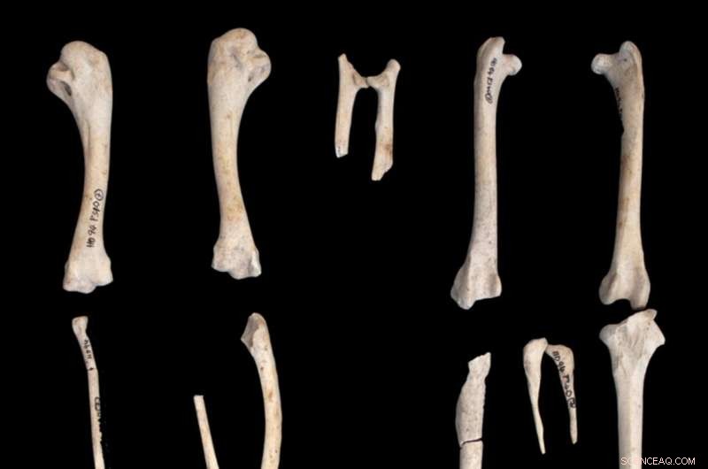 Ancient Chickens Considered Sacred, Not Food, Reveals New Study