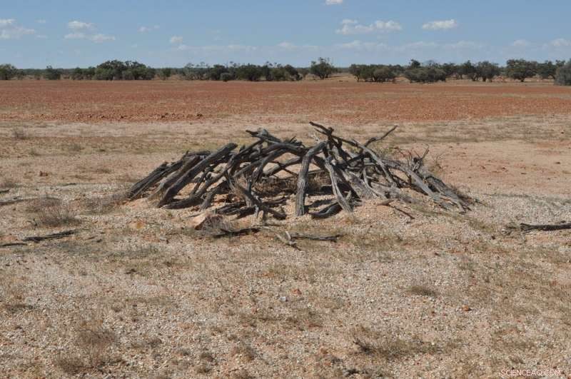 New Archaeological Study Examines Dark Emu Claims of Aboriginal Agriculture and Settlements