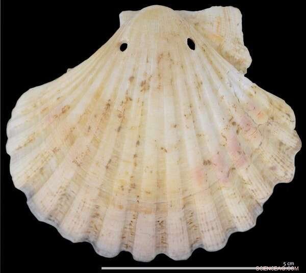 Unearthing a 12th‑Century Christian Community in Islamic Iberia Through Food Waste Analysis