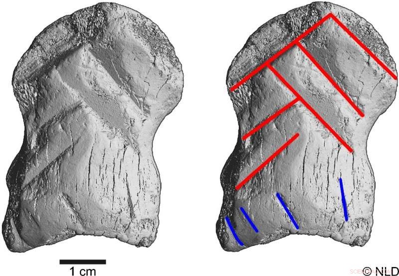 Neanderthals Revealed: 51,000-Year-Old Bone Carving Challenges Conventional Views