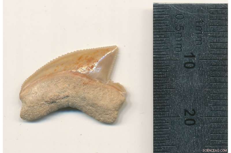 Uncovering the Mystery of Fossilized Shark Teeth in Jerusalem s City of David