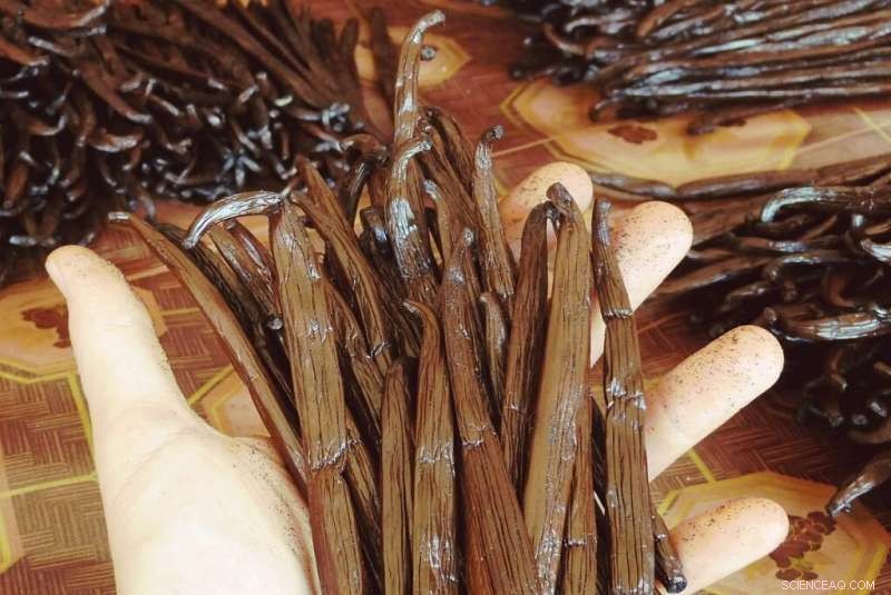 Madagascar: Vanilla Hub Faces Food Insecurity – 75% of Farmers Report Insufficient Food