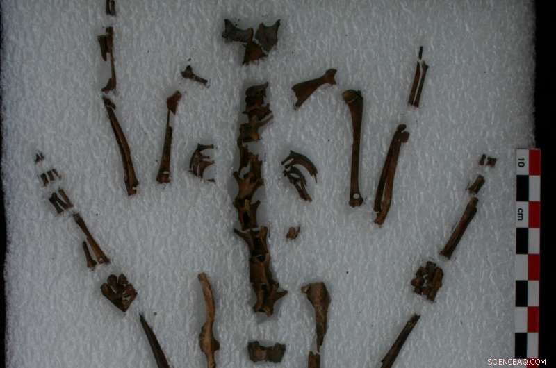 Why Were New World Rabbits Not Domesticated? Archaeologists Reveal the Social Behavior Connection