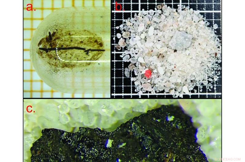 New Comprehensive Analysis Reveals Tollund Man s Gut Contents