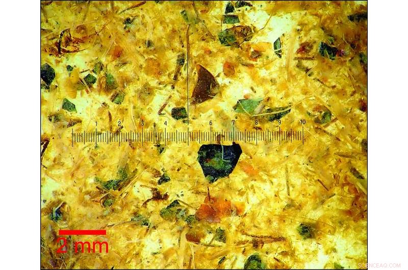 New Comprehensive Analysis Reveals Tollund Man s Gut Contents