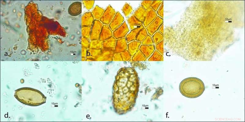 New Comprehensive Analysis Reveals Tollund Man s Gut Contents