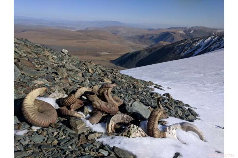 Mongolian Glacier Meltdown Unearths Ancient Artifacts, Illuminating Past Human Life