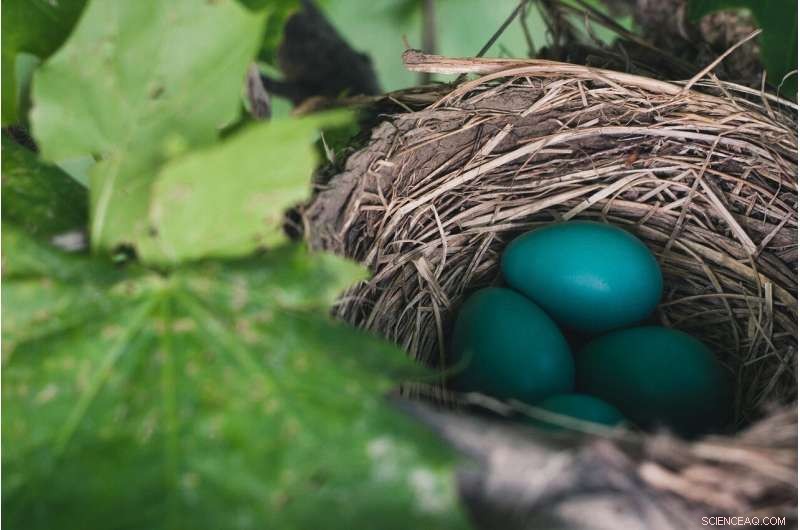 Scientists Unveil Universal Equation Modeling Egg Shapes Across Species