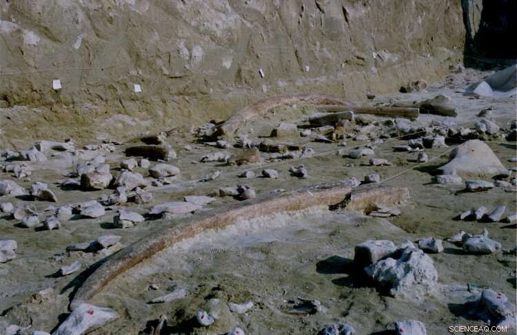 Scientists Uncover Record-Breaking Collection of Ancient Elephant Bone Tools