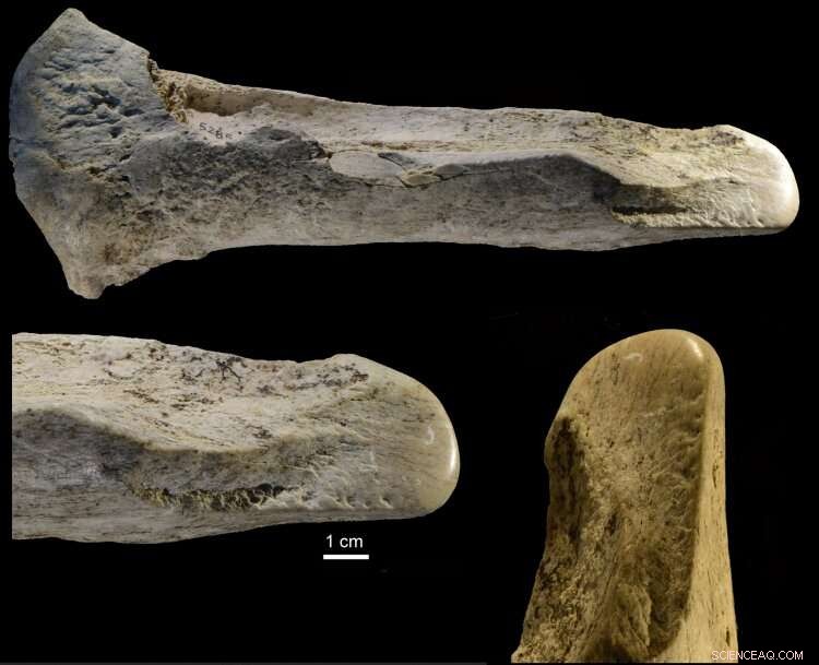 Scientists Uncover Record-Breaking Collection of Ancient Elephant Bone Tools