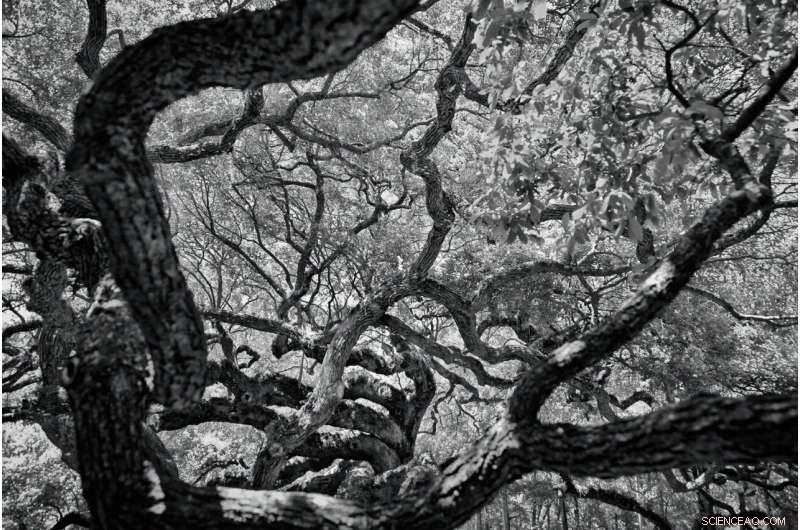 Researchers Map Key Branches of Humanity’s Language Tree