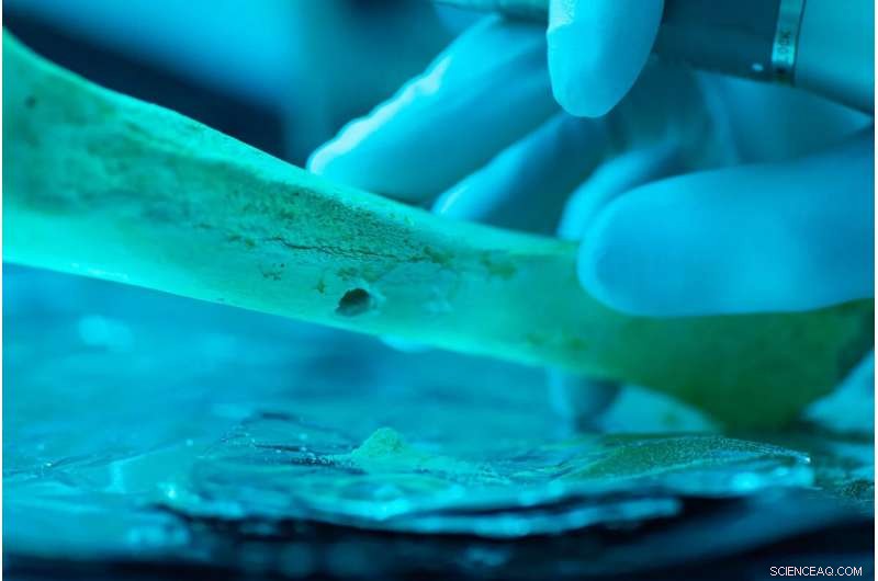 New Study Reveals Prehistoric Humans Rarely Married Cousins