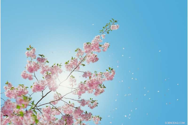 How Sunlight Influences Executive Decision-Making: A Scientific Perspective