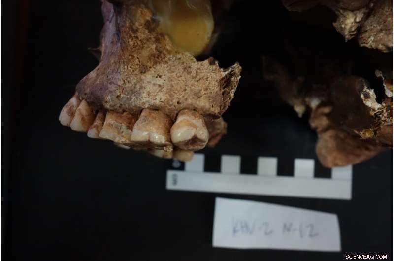 Milk Fuels Mass Migration Across Eurasian Steppe, Nature Study Shows