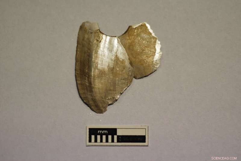 Historic Shell Artefacts Unearthed Along Murray River, Advancing Australian Archaeology