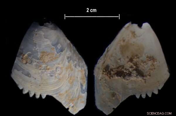 Historic Shell Artefacts Unearthed Along Murray River, Advancing Australian Archaeology