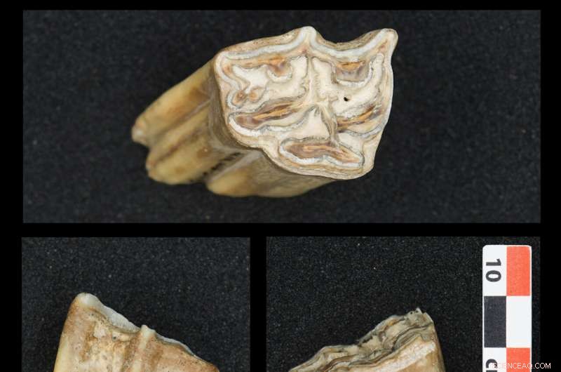 Early Homo sapiens Groups in Europe Confronted Subarctic Climates