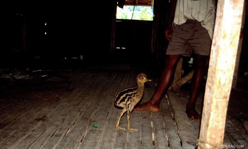 Pleistocene New Guineans Likely Raised Cassowary Chicks