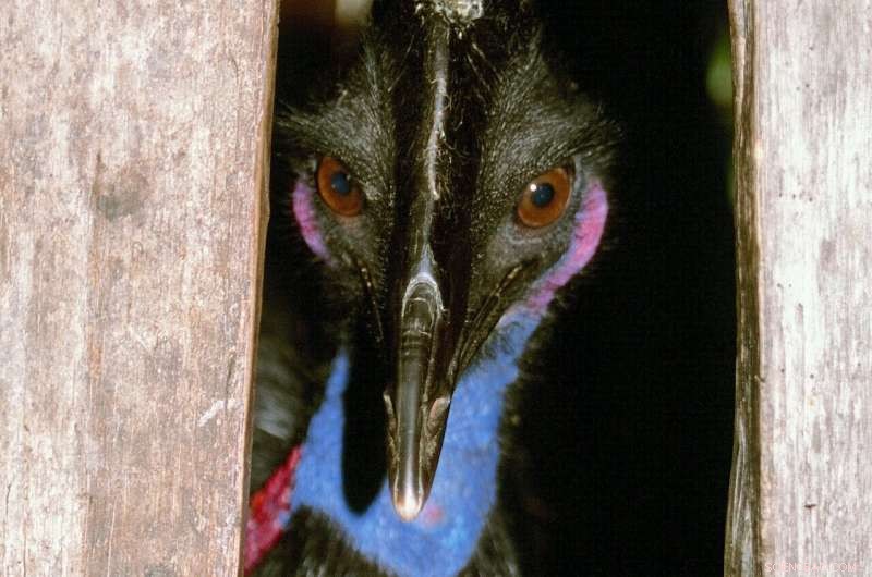Pleistocene New Guineans Likely Raised Cassowary Chicks