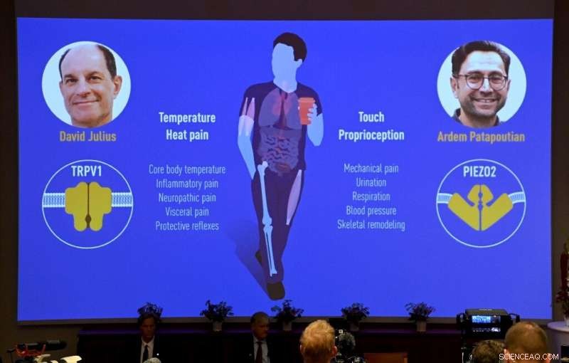 Nobel Laureates Julius and Patapoutian Unveil Temperature & Touch Receptors, Paving Way for New Therapies