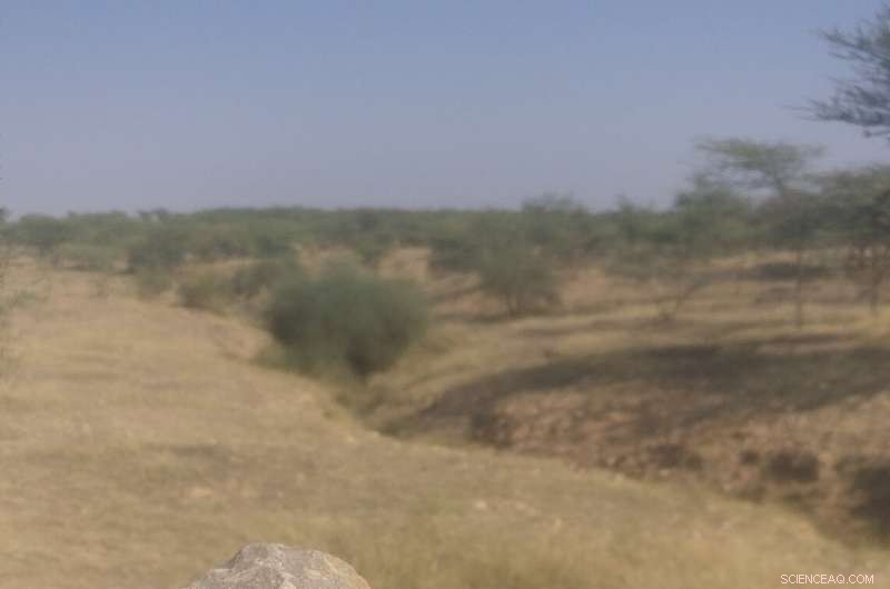 Late Persistence of Early Human Ancestors Along India’s Monsoon Frontiers