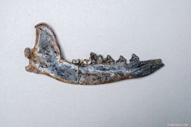 New Fossil Suggests Dogs and Humans Coexisted in Central America 12,000 Years Ago