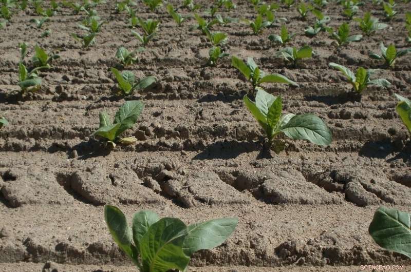 Utah Discovery Reveals Earliest Wild Tobacco Use in the Americas