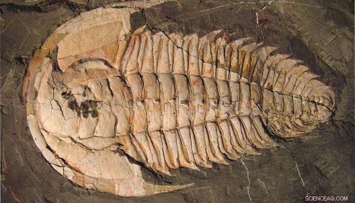 How to Safely Handle and Report Found Fossils or Artifacts