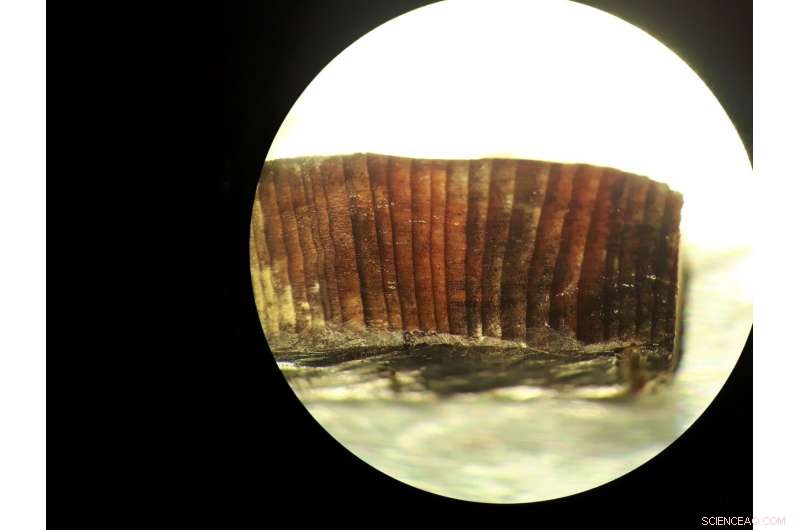 Viking Voyages: European Presence in the Americas a Millennium Ago