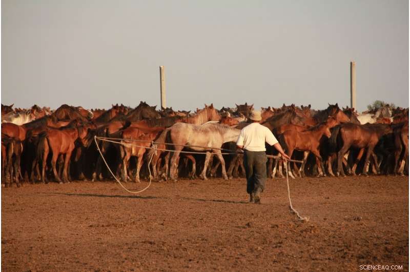 New Genetic Study Reveals Horse Domestication Originated in Northern Caucasus 4,200 Years Ago
