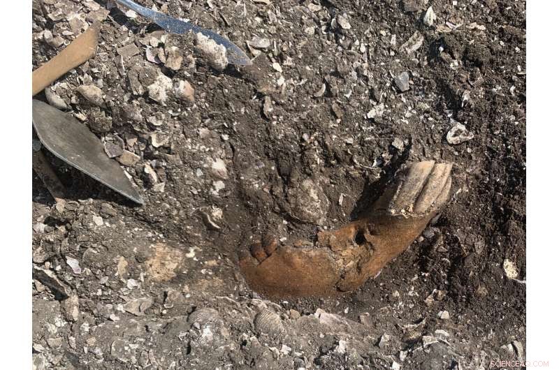 New Genetic Study Reveals Horse Domestication Originated in Northern Caucasus 4,200 Years Ago