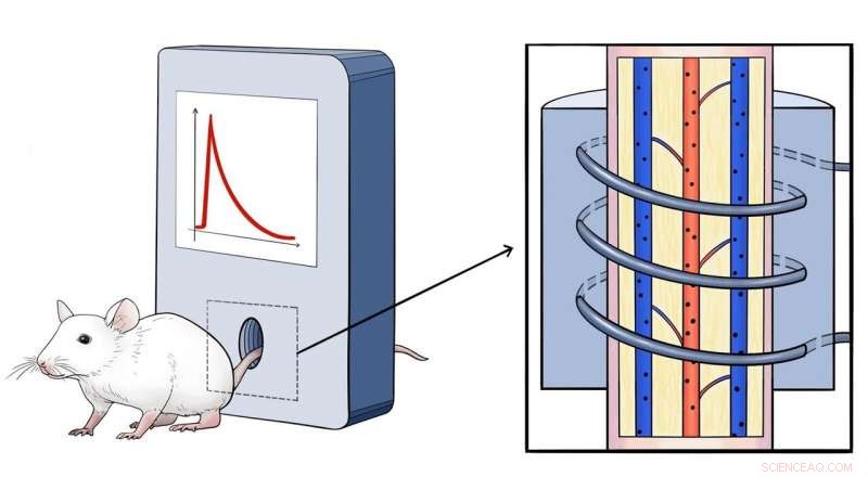 Scientists Reveal Real‑Time In Vivo Dynamics of Nanoparticles for Advanced Diagnostics and Therapy