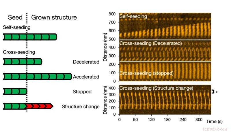 High-Speed AFM Uncovers Diverse Amyloid Structures and Dynamics