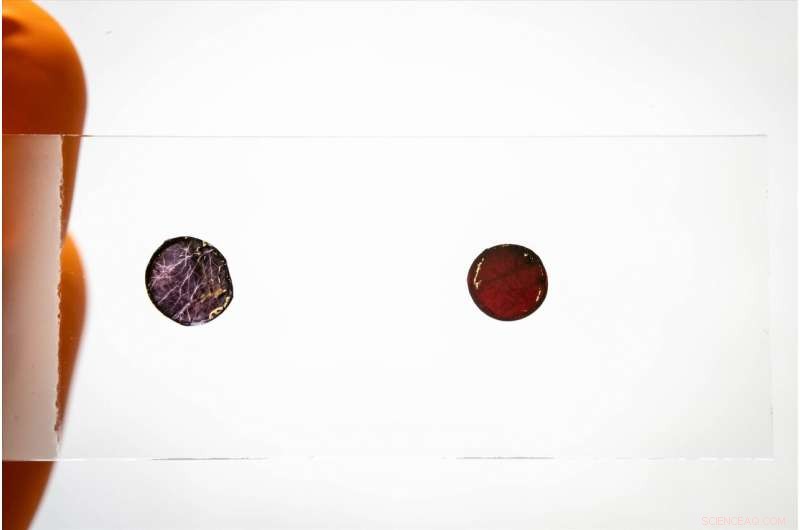 Scientists Turn Nanocellulose into Gold‑Like, Antibacterial, Thermo‑Responsive Materials