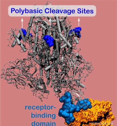 New Vulnerability Found in SARS‑CoV‑2 Spike Protein Could Open Pathway to Treatment