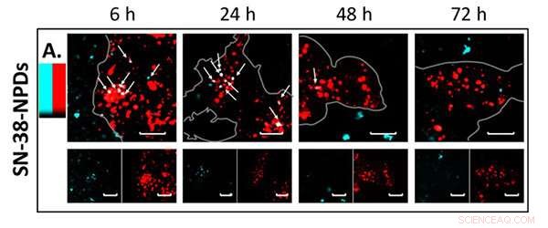 Revealed: A Highly Efficient, Carrier-Free Anticancer Drug Delivery System