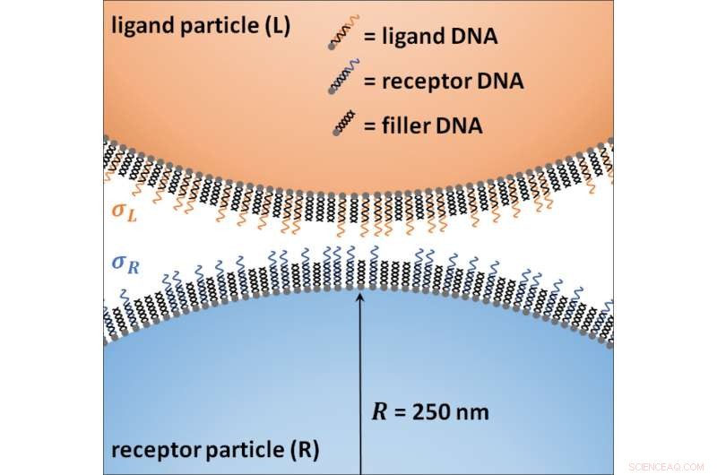 Velcro-Like Binding Enhances Precision in Targeted Drug Delivery