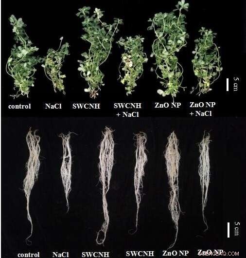 Enhancing Plant Salt Tolerance with SWCNHs and ZnO Nanoparticles: A Novel Engineering Approach