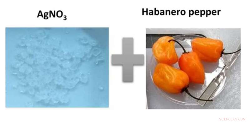 Harnessing Habanero Pepper to Produce Silver Nanoparticles for Advanced Antibacterial Coatings