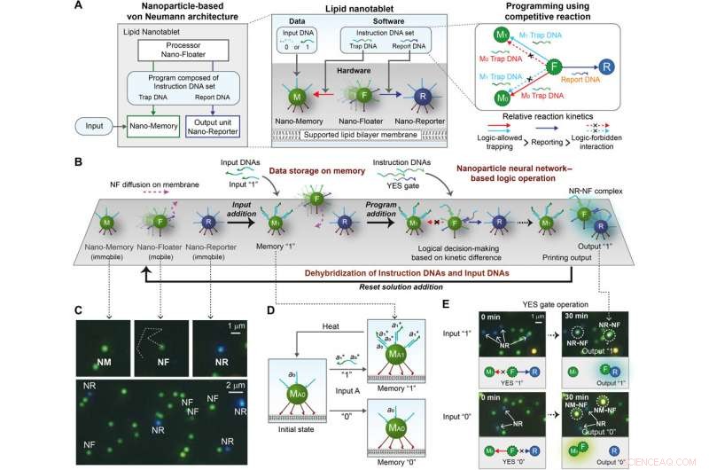 Advanced Nanoparticle Computing Architecture for Neural Networks on Lipid Nanotablet Chips