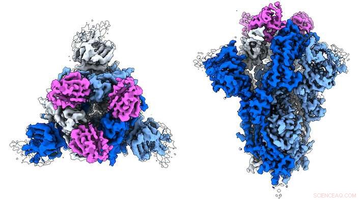 Engineered Nanobodies Block SARS‑CoV‑2 Infection of Human Cells